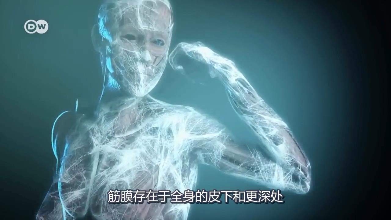 筋膜的秘密 筋膜的秘密