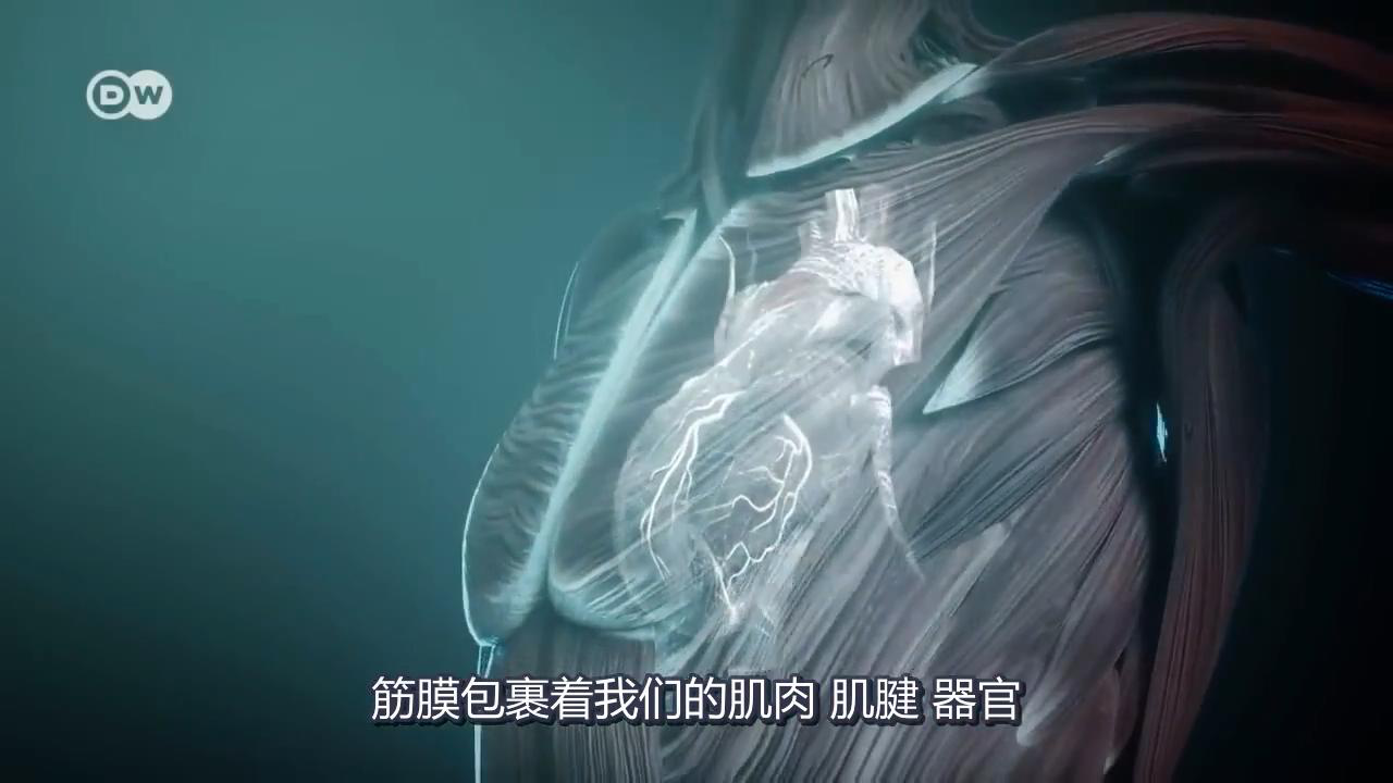 筋膜的秘密 筋膜的秘密