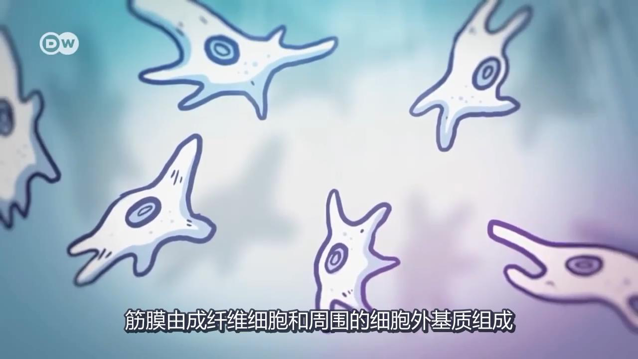 筋膜細胞 筋膜細胞