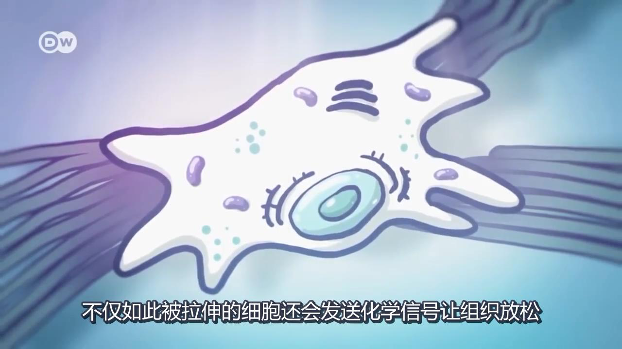 筋膜細胞 筋膜細胞