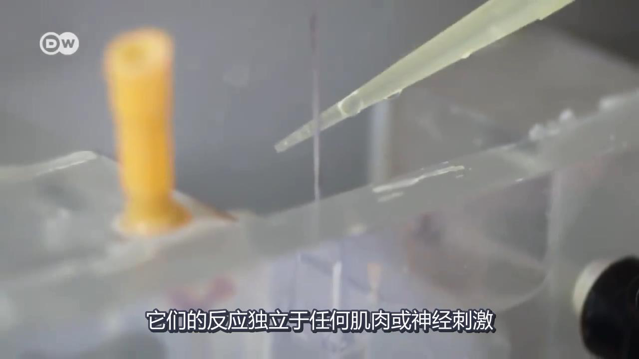 筋膜研究 筋膜研究