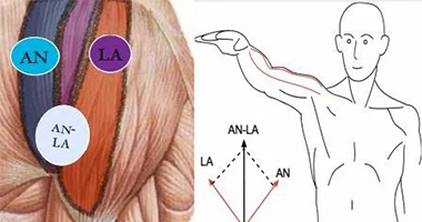意大利筋膜手法中的CC點和CF點到底是什么？