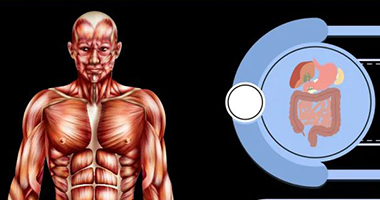 筋膜的結構、損傷與康復！