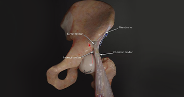 最新解剖結構發(fā)現(xiàn)—股直肌近端肌腱復合體膜