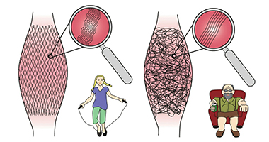 關于筋膜的10個真相！