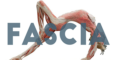 如何認識深淺筋膜的彈性差異？（高清大體解剖）