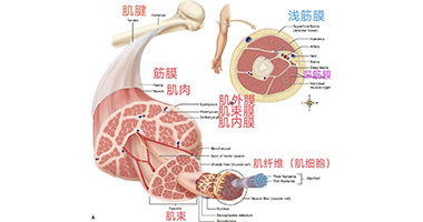 從肌肉、筋膜、關節(jié)解剖，啟發(fā)手法治療